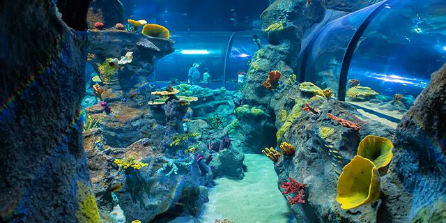 Odysséo Aquarium à l’île Maurice