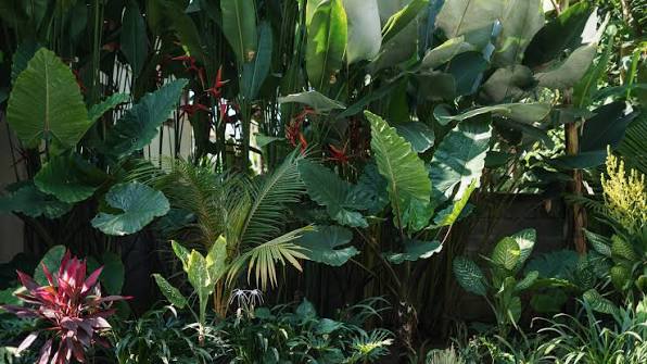 ardin tropical à Maurice avec plantes exotiques, fleurs colorées et végétation luxuriante.