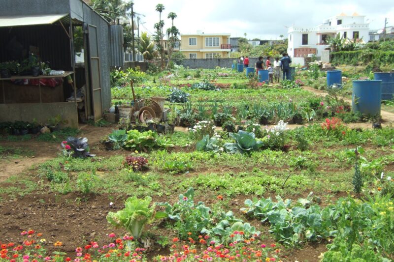 Potagers à l'Île Maurice