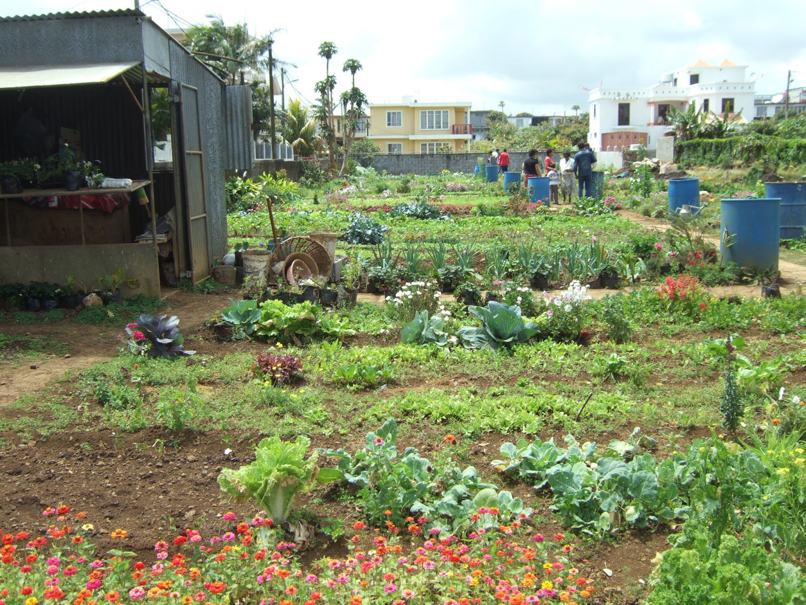 Potagers à l'Île Maurice