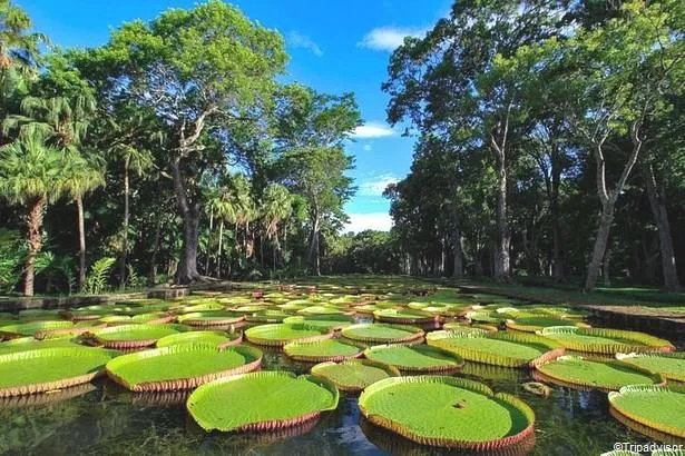 Jardins botaniques à Maurice