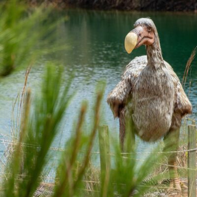 Dodo Île Maurice