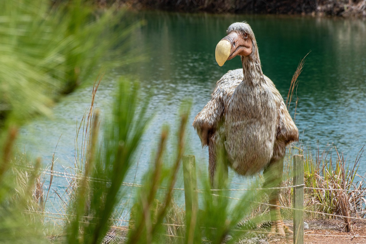 Dodo Île Maurice