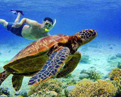 Tortue marine nageant dans les eaux turquoise de l'île Maurice