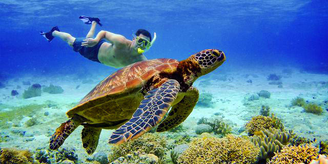 Tortue marine nageant dans les eaux turquoise de l'île Maurice