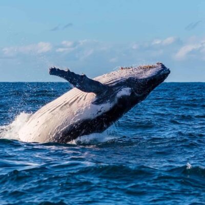 Observation responsable de dauphins dans les eaux turquoise de l’île Maurice