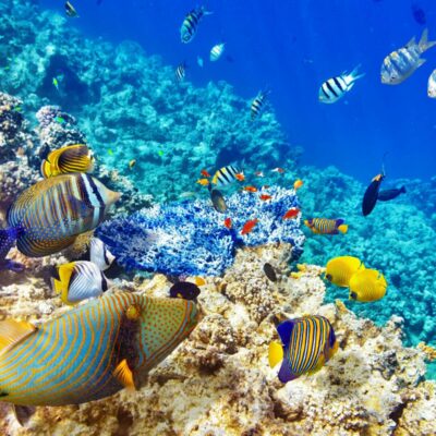 Snorkeling dans les eaux turquoise de l'île Maurice avec poissons et récifs coralliens