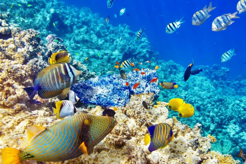 Snorkeling dans les eaux turquoise de l'île Maurice avec poissons et récifs coralliens
