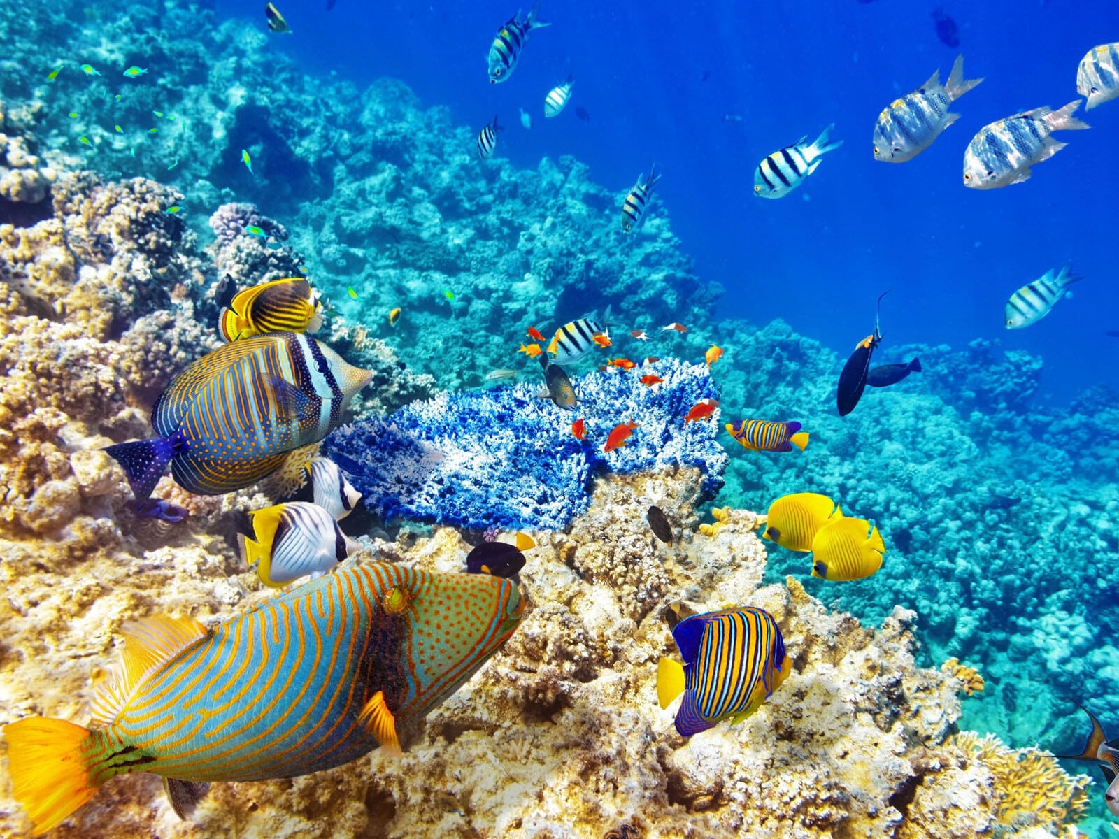 Snorkeling dans les eaux turquoise de l'île Maurice avec poissons et récifs coralliens