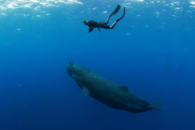 Débutant pratiquant l’apnée dans les eaux turquoise de l’île Maurice