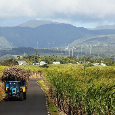 Route traversant les champs de canne à sucre à l’île Maurice