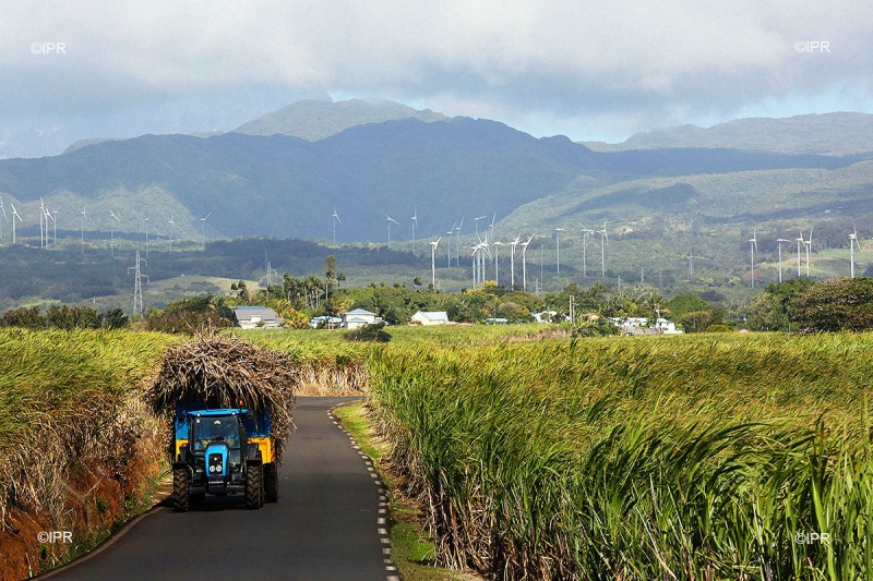 Route traversant les champs de canne à sucre à l’île Maurice
