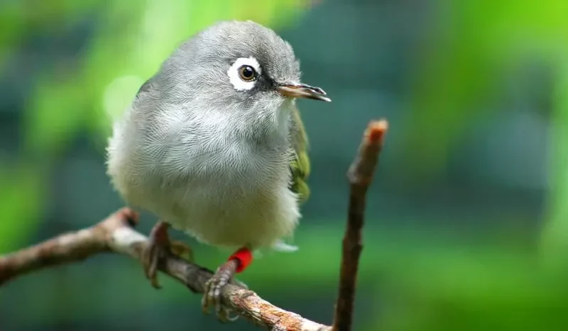 Oiseau endémique de l'île Maurice dans son habitat naturel